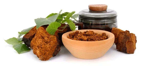 Chaga mushrooms in various forms, natural and processed in a bowl