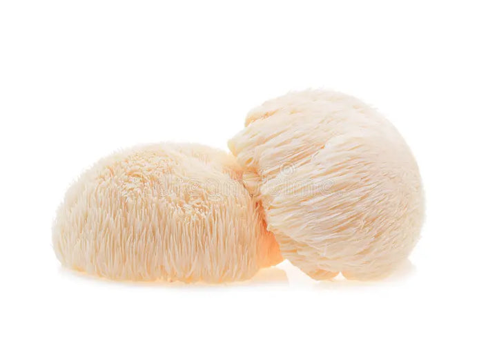 2 lions mane fruiting bodies on white background